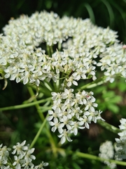 Pleurospermum austriacum
