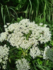 Pleurospermum austriacum