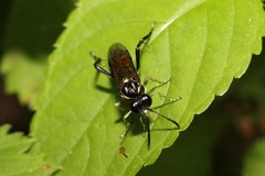 Macrophya militaris