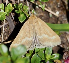 Pyrausta aerealis