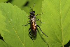 Macrophya militaris