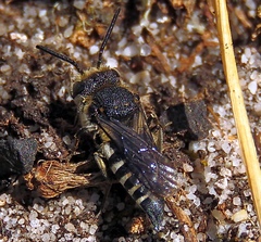 Coelioxys conoideus