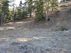 Eriogonum wrightii subscaposum