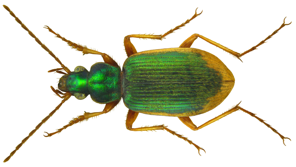 Chlaenius vestitus