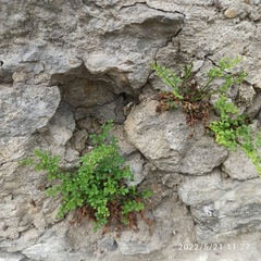 Asplenium ruta-muraria