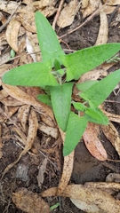 Aristeguietia lamiifolia