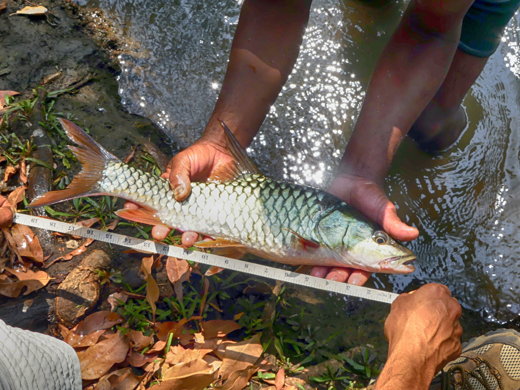 Hump-Backed Mahseer