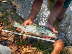 Hump-Backed Mahseer photo 1