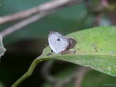 Neopithecops zalmora zalmora