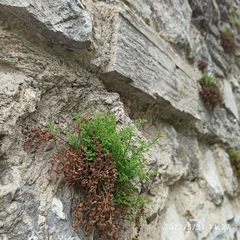 Asplenium ruta-muraria