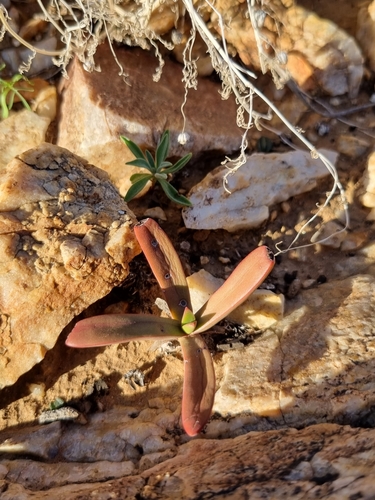 Crassula subacaulis