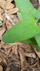 Aristeguietia lamiifolia