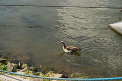 Alopochen aegyptiaca