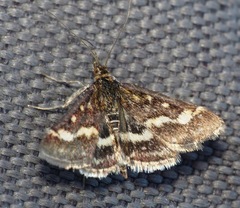 Pyrausta nigrata