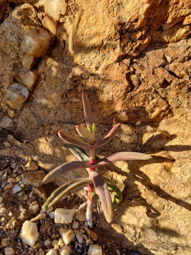 Crassula subacaulis