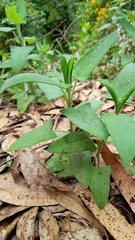 Aristeguietia lamiifolia