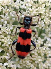 Trichodes apiarius