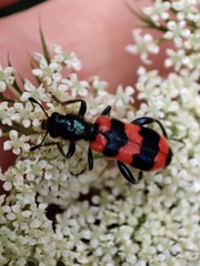 Trichodes apiarius