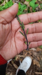 Aristeguietia lamiifolia