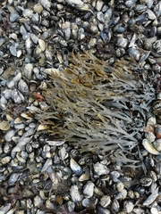 Fucus serratus