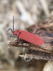 Lopheros rubens