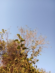 Xylosma tweediana