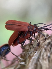 Lopheros rubens