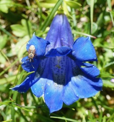 Gentiana acaulis