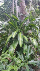 Dracaena fragrans