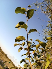 Xylosma tweediana