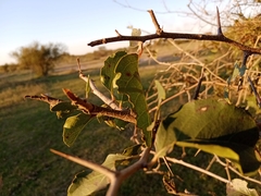 Xylosma tweediana