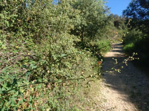 Balm-leaved Figwort