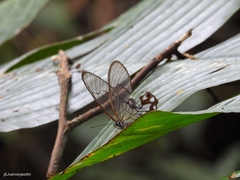 Pseudohaetera hypaesia