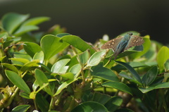 Urbanus proteus