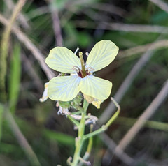 Coincya monensis cheiranthos