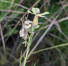 Coincya monensis cheiranthos