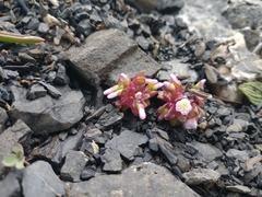 Claytonia saxosa