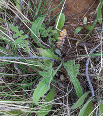 Coincya monensis cheiranthos