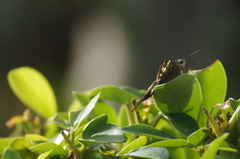 Urbanus proteus