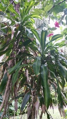 Dracaena fragrans