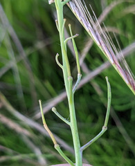 Coincya monensis cheiranthos