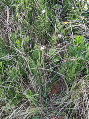 Coincya monensis cheiranthos