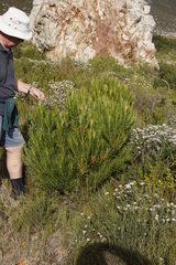 Leucadendron gandogeri × xanthoconus
