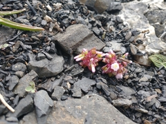 Claytonia saxosa