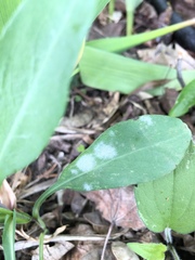 Erysipheae