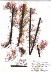 Ceramium rubrum
