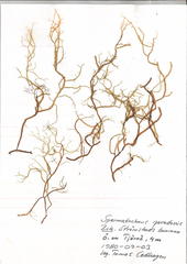 Spermatochnus paradoxus