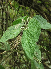 Piper artanthe