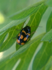 Cryptocephalus anticus