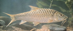 Red Mahseer photo 2